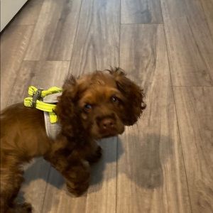 Meet your Posher, Kristin